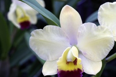 Close-up of the blooming flower of the orchid phalaenopsis.