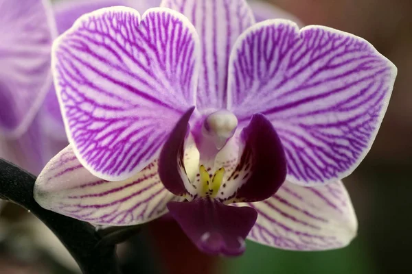 Phalaenopsis Orchid Perto Acima Fotografia — Fotografia de Stock