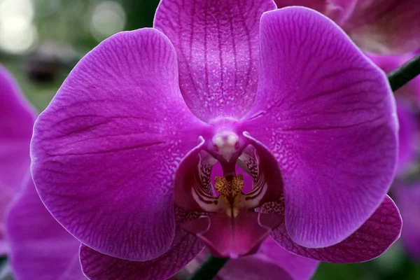 Close-up of the blooming flower of the orchid phalaenopsis. — Stok fotoğraf