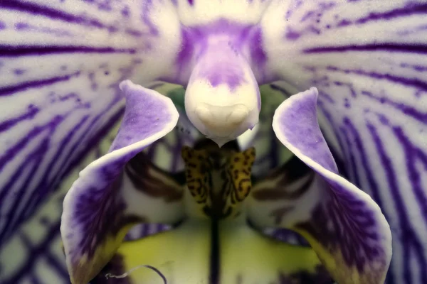 Close-up of the blooming flower of the orchid phalaenopsis. — Stockfoto