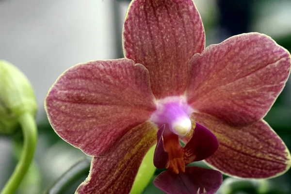 Close-up da flor florescente da orquídea phalaenopsis . — Fotografia de Stock