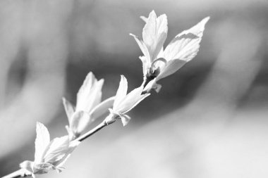 Gri arkaplanı olan siyah beyaz bir çiçek.