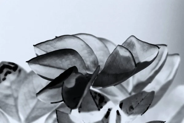 Feuilles Une Plante Illustration Noir Blanc Avec Fond Gris — Photo