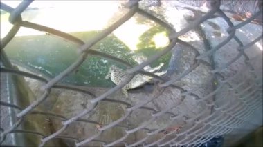 Tayland, Pattaya 'daki timsah çiftliği