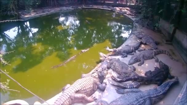Crocodile Farm Pattaya Thailand — Stock Video