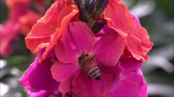 Optagelser Hveps Indsamle Pollen Nektar Fra Røde Blomstrende Blomster Forår – Stock-video