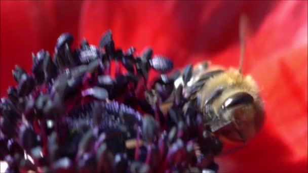 꽃에서 꽃가루와 모으는 말벌의 모습입니다 2020 이탈리아 — 비디오