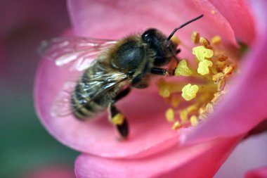Sarı polen tüpleriyle kırmızı bir çiçekten nektar toplayan eşek arısı makro fotoğrafı kapatın.