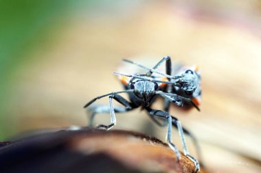 Avrupa kundakçısı - yakın plan bir çift.