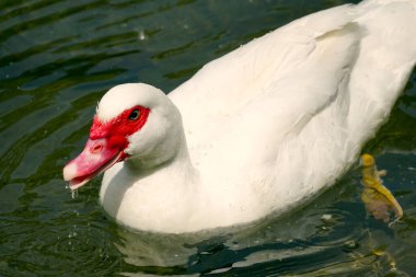 Tek kaz nehirde yüzüyor.