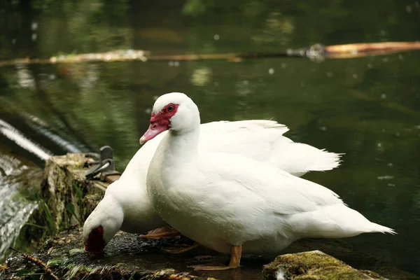 Um par de gansos relaxando na lagoa . — Fotografia de Stock