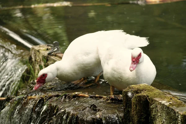 A pair of gooses relaxing by the pond. — Stock Photo, Image