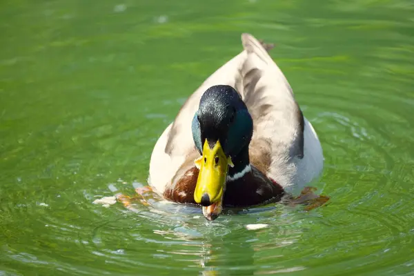 Pato macho individual en la fotografía a color del lago . —  Fotos de Stock