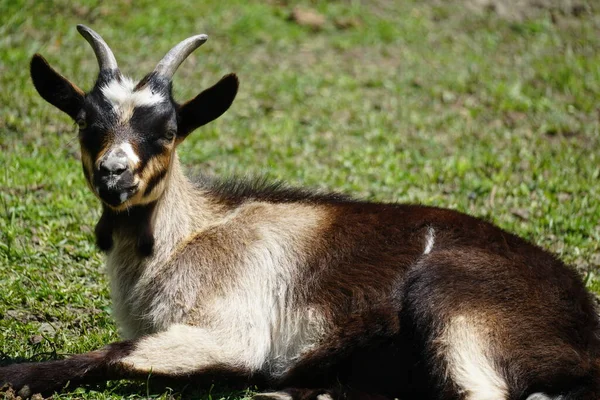 Single European breed domestic goat lying down on the green pasture. Italy, springtime of 2020. Colourful photography. Selective focus.