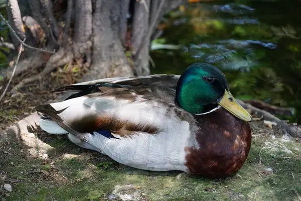 Hermoso ánade real macho pato descansando en la orilla del estanque . —  Fotos de Stock