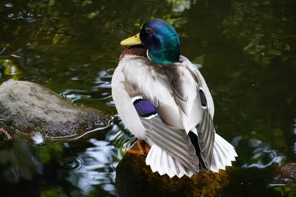 Hermosa Foto Pato Macho Individual Colorido Acercar Sostener Mano Cerca —  Fotos de Stock