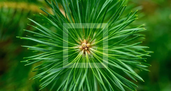 Groene Dennentak Van Dichtbij Dennennaalden Wijken Van Het Centrum Jong — Stockfoto