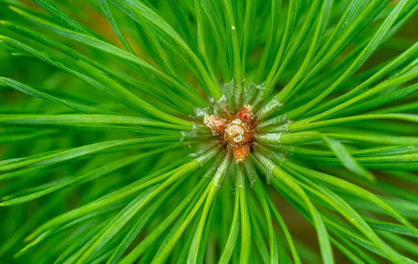 Pine needles diverge from the center. Green sprig of pine. Belarusian young forest. Background drawn by nature.