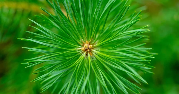 Pine needles diverge from the center. Green sprig of pine. Belarusian young forest. Background drawn by nature.