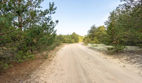 Orman yolu, manzara. Ormanın içinden geçen yol. Bir park. Açık hava eğlencesi. Doğa. Çam ormanı. Seyahat