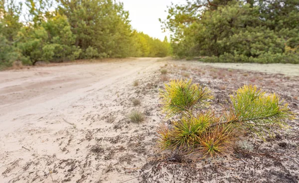 Orman yolu, manzara. Ormanın içinden geçen yol. Bir park. Açık hava eğlencesi. Doğa. Çam ormanı. Seyahat