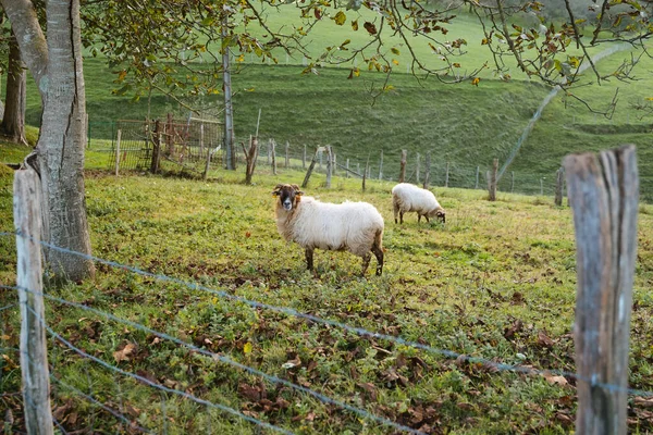 Sheep grazing on a meadow in autumn — Φωτογραφία Αρχείου