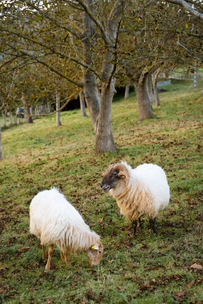 Овцы осенью пасутся на лугу — стоковое фото