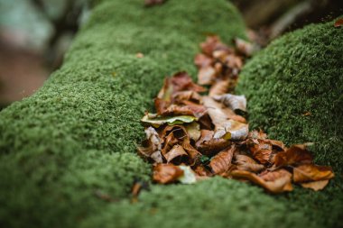 Yosun üzerinde kahverengi yapraklar