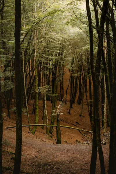 Árbol podrido en medio de un frondoso bosque — Foto de Stock