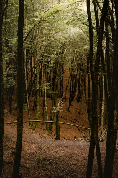 Árbol podrido en medio de un frondoso bosque — Foto de Stock