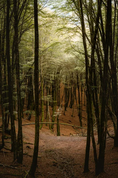 Árbol podrido en medio de un frondoso bosque — Foto de Stock