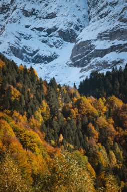 Sonbahar aylarında Pireneler 'de ağaçlarda sonbahar tonları ve arka planda karlı dağlar