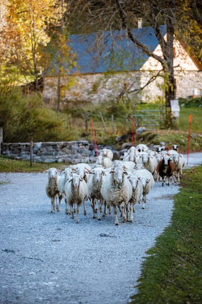 Стадо овец, идущих по сельской дороге в Пиренеях — стоковое фото