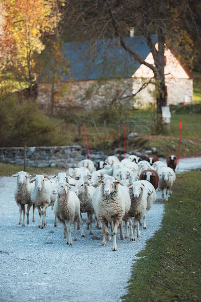 Sheep flock walking on a countryside road in Pyrenees — Stock Photo, Image