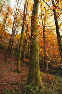 Bask ülkesindeki bir ormanda canlı sonbahar renkleri
