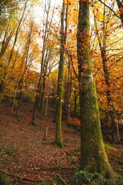 Bask ülkesindeki bir ormanda canlı sonbahar renkleri