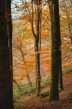 Bask ülkesindeki bir ormanda canlı sonbahar renkleri