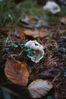 Toprakta büyüyen mantar