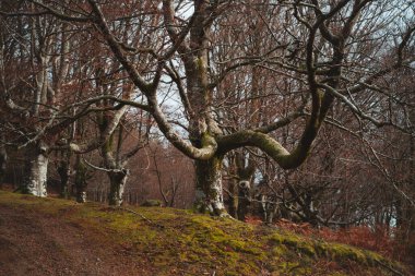 Kışın ormanda büyük dalları olan kayın ağacı.