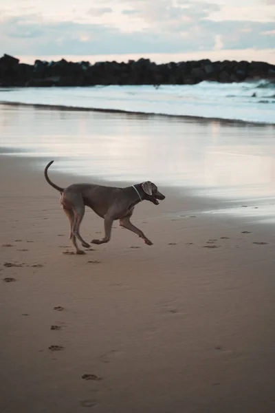 Young German Shorthaired Pointer dog smelling and exploring the sand of Zurriola Beach in San Sebastian — Stock Photo, Image