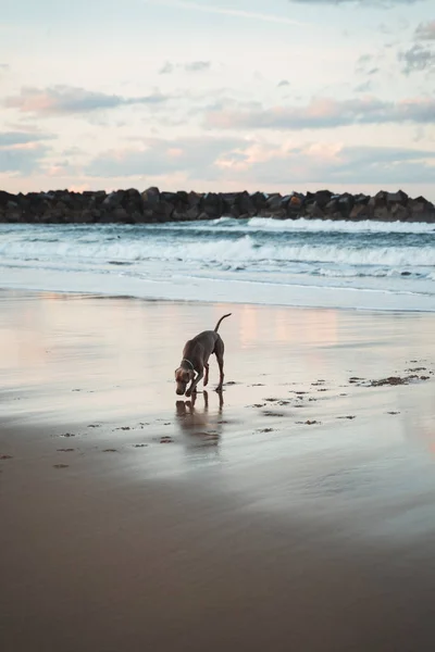 Young German Shorthaired Pointer dog smelling and exploring the sand of Zurriola Beach in San Sebastian — Stock Photo, Image