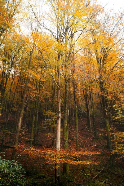 巴斯克地区森林上秋天的绚丽色彩 — 图库照片
