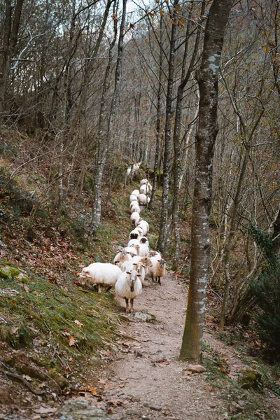 Koyun sürüsü ormanda tek bir patikada yürüyor. — Stok fotoğraf