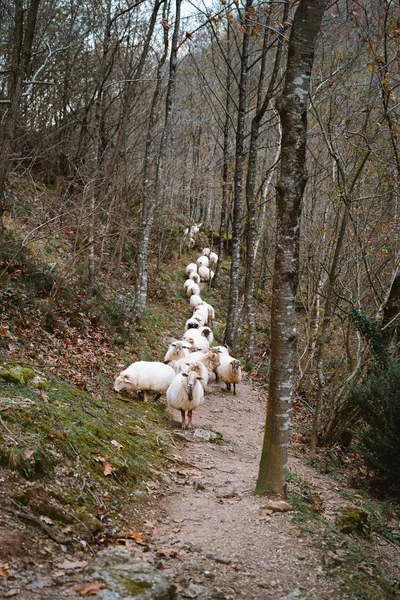 Schafherde wandert auf einem Singletrail durch den Wald — Stockfoto