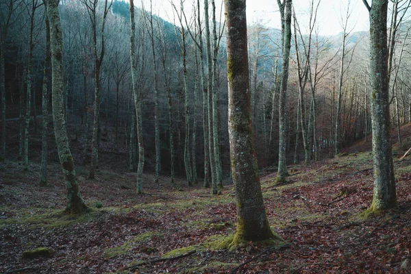 Árboles forestales viejos sin hojas durante el invierno — Foto de Stock