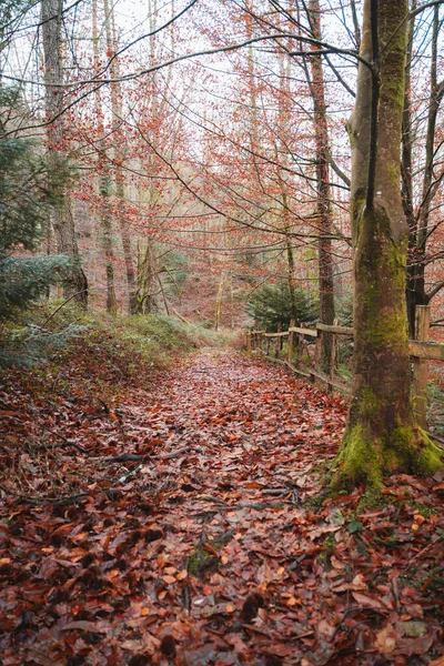 Geçen sonbahar yaprakları yolu kaplıyor.