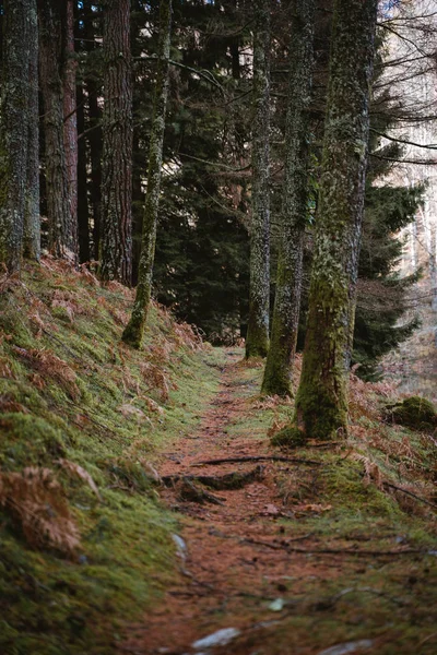 Sendero estrecho entre árboles — Foto de Stock