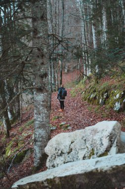 Yapayalnız kız huş ağacı ormanında geziniyor.