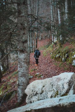 Yapayalnız kız huş ağacı ormanında geziniyor.