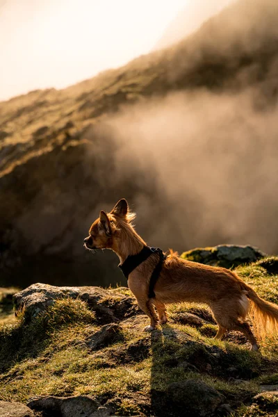Small adventure dog staring down on top of a hill in Basque Country